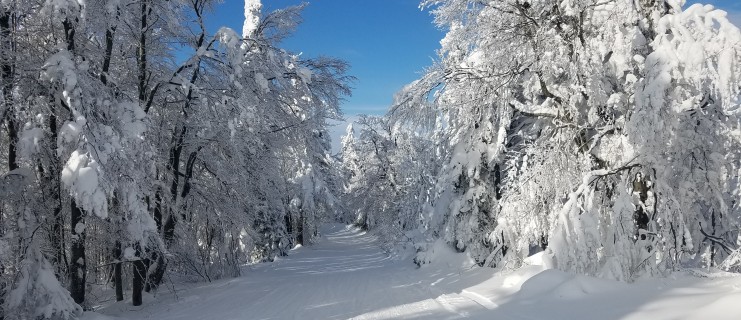 Lyžařský výcvik