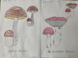 Fotografie img-1888_original.jpeg