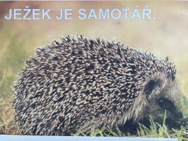 Fotografie img-2013_original.jpeg