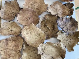 Fotografie img-8390_original.jpeg