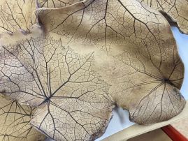 Fotografie img-8394_original.jpeg