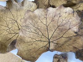 Fotografie img-8399_original.jpeg