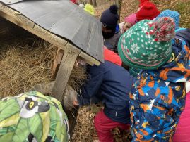 Fotografie img-9081_original.jpeg