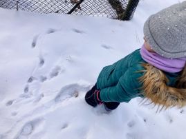 Fotografie img-9406_original.jpeg