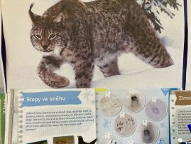 Fotografie img-9546_original.jpeg