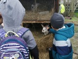 Fotogalerie Návštěva farmy zvířátek s předškoláky, foto č. 2